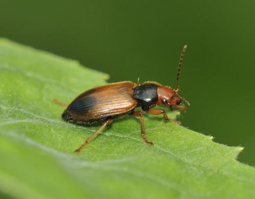 Réf. 300 691 : Diachromus germanus